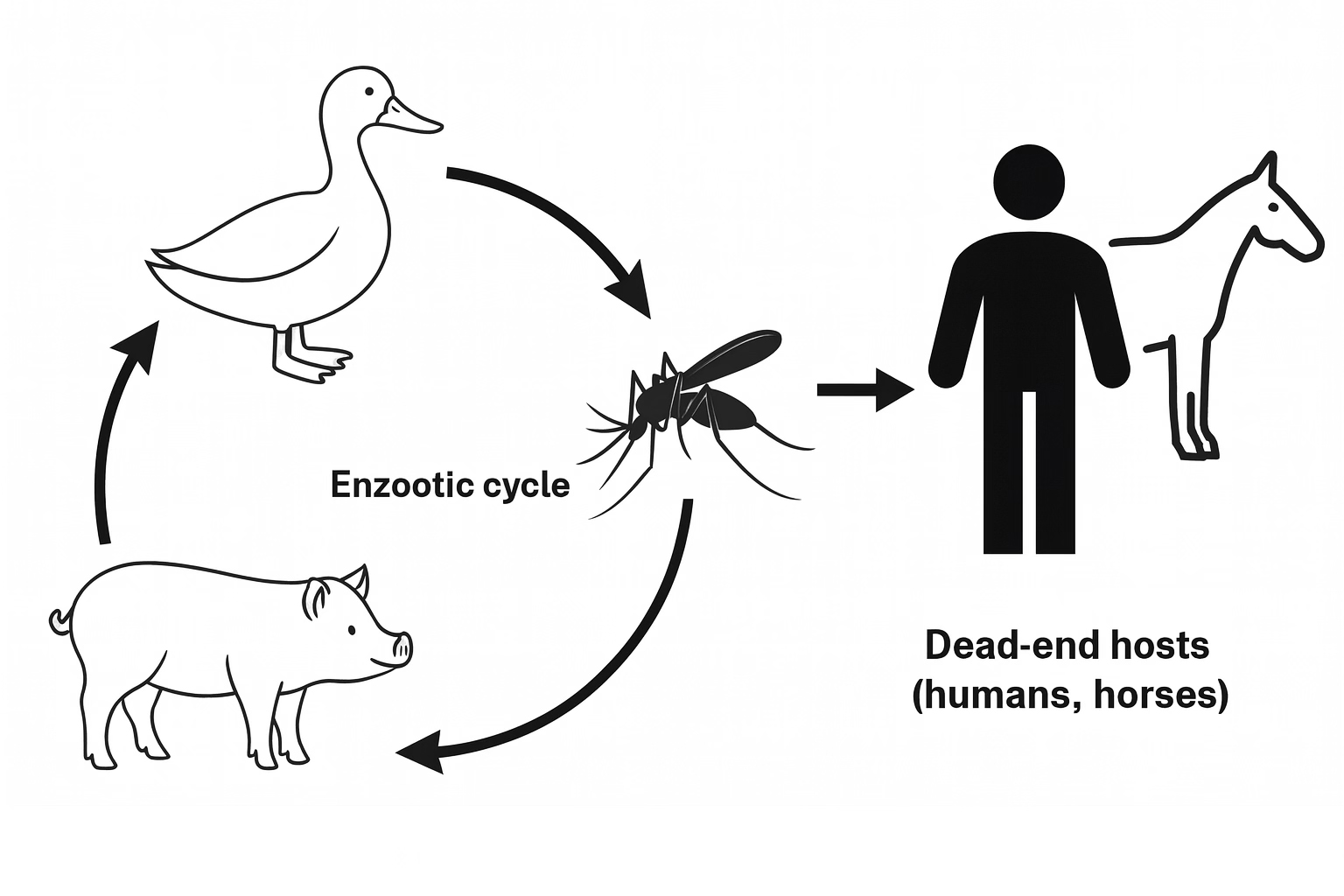 Japanese Encephalitis Vaccination Campaign Targets Adults in Nawalparasi East Amid Rising Infections